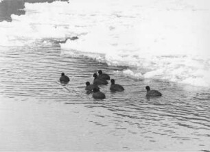 Blesshühner bei Eisgang in der Schleuse Koblenz/Mosel