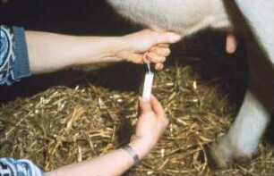 Fotografie: Tierproduktionsverfahren, Milchviehhaltung, Tiergesundheit