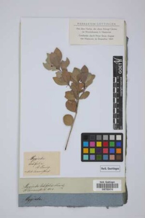 Myginda latifolia Swartz