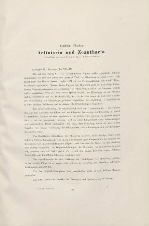 Actiniaria und Zoantharia