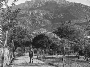 Tal am Fuße des Puig de Galatzó : Mann in einem Olivenhain am Fuße des Puig de Galatzó