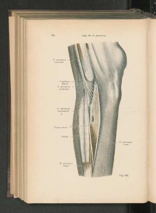 Fig. 630. Lage des N. peronaeus.