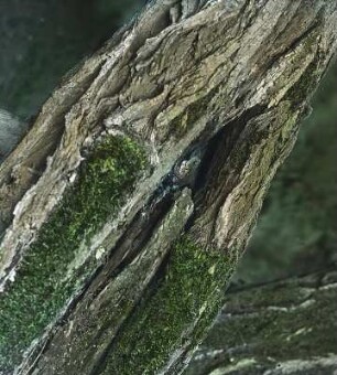 Lurche. Wechselkröte (Bufo viridis-Komplex; gelegentlich auch Pseudepidalea viridis-Komplex) auf einem Baumstamm