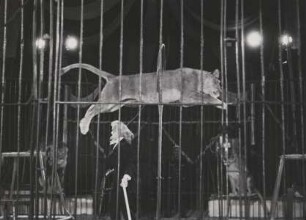 Circus Williams, ohne Ortsangabe, ohne Jahr