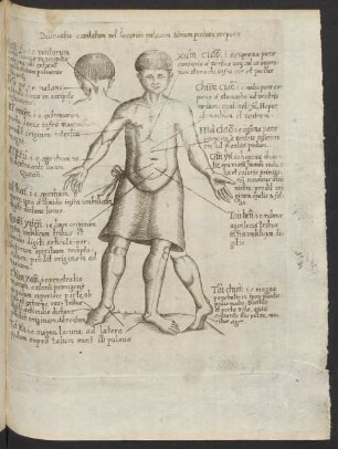 Delineatio capitatum vel locorum pulsuum & trium partium corporis