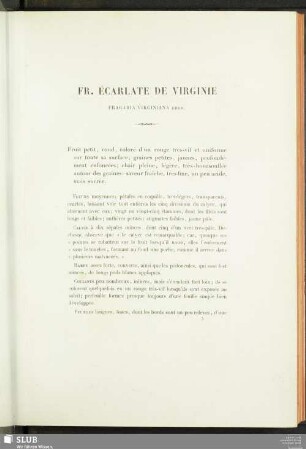 Fr. Écarlate De Virginie (Fragaria Virginiana Ehrh.)
