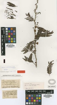 Acacia maschalocephala Griseb. [holotype]
