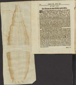 Fig. IV. Ein Wurm in einer Erbsen gewachsen.