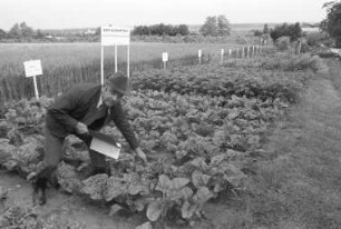 Landwirtschaftsamt Augustenberg. Schau- und Lehrgarten für landwirtschaftliche Nutzpflanzen an der Zufahrtsstraße zum Turmberg