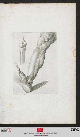 [Taf. 18] [Unterbein, Kniegelenk (Schraffur)]