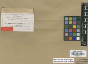 Fissidens wichurae Broth. & M.Fleisch. var. brevifolius M.Fleisch.[type]