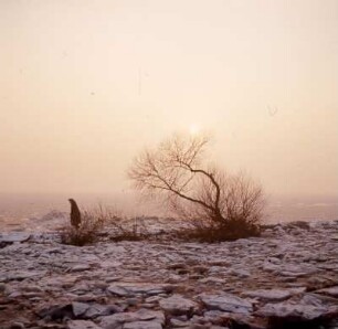 Elblandschaft bei Wittenberge : Elbauenlandschaft bei Wittenberge im Winter