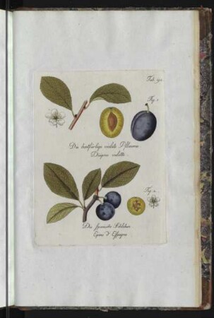 Tab. 189