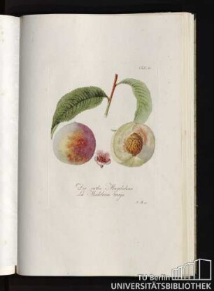 Tab. 30. Die rothe Magdalena. La Madeleine rouge.