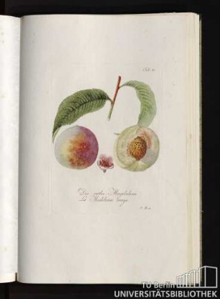 Tab. 30. Die rothe Magdalena. La Madeleine rouge.