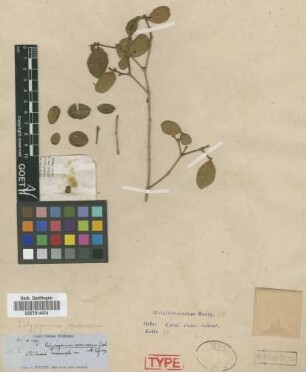 Clidemia verrucosa Griseb.[type]