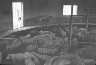 Lönebostället bei Kristianstad (Südschweden); Rundställe für Mastschweine;