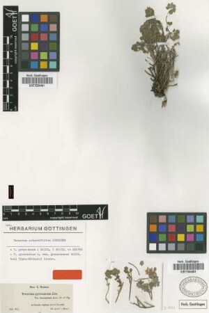 Teucrium granatense (Boiss.) Boiss. & Reut. [type]