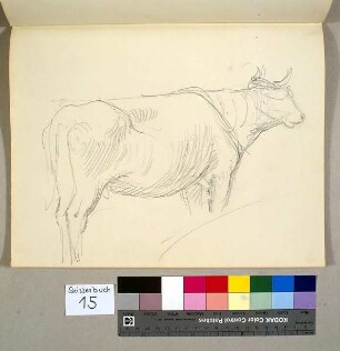 Stier