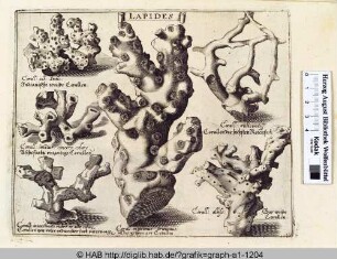 Lapides: Korallen