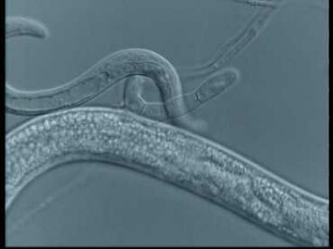 Fangen von Nematoden