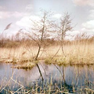 Eppendorfer Moor : Hamburg-Groß Borstel. Eppendorfer Moor