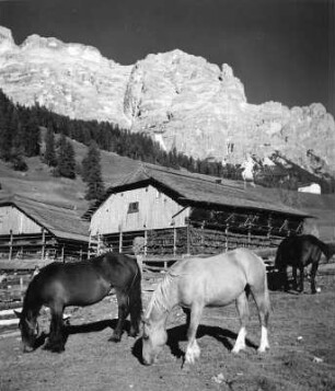 Haflinger in Sankt Kassian