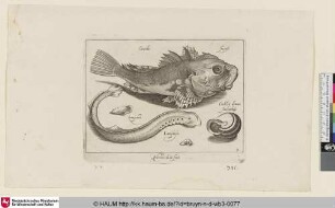 Cuculus; Seepost; Lampetra; Lampreye; Cochleae domus [Knurrhahn, Neunauge und ein Schneckenhaus; Gurnard, Lamprey, and a Snail Shell]