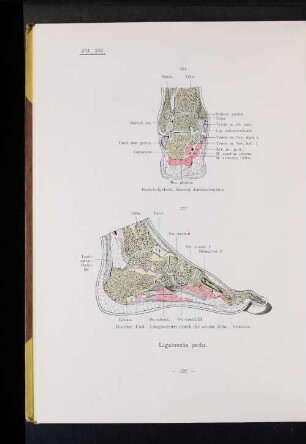 Ligamenta pedis.