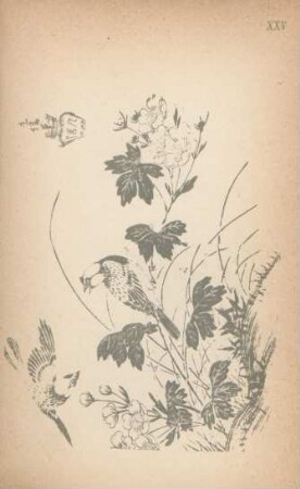 XXV. [Drawings from nature for decorative design. "Mirror of celebrated drawings]