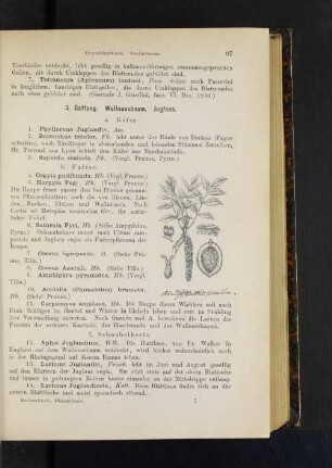 3. Gattung. Wallnussbaum. Juglans.