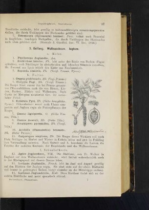 3. Gattung. Wallnussbaum. Juglans.