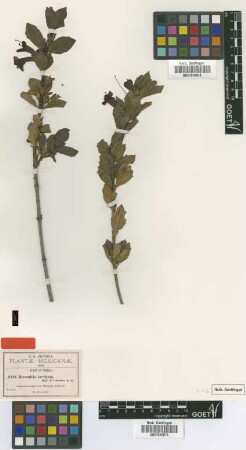 Berendtia levigata B.L.Rob. & Greenm. [isotype]