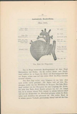 Anatomische Beschreibung.