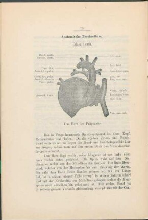 Anatomische Beschreibung.