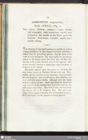 Ammonites omphaloides. Tab. CCXLII. — Fig. 5