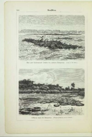 Ufer und schwimmende Inseln des unteren Amazonas