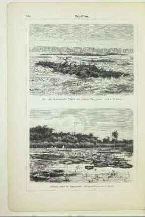 Ufer und schwimmende Inseln des unteren Amazonas