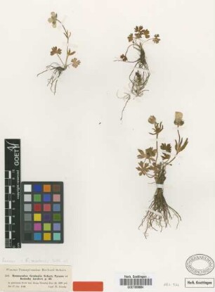 Ranunculus gruinalis Schott, Nyman et Kotschy [isotype]