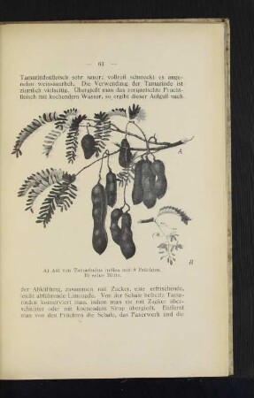 A) Ast von Tamarinde indica mit 9 Früchten. B) seine Blüte.