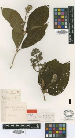 Conostegia speciosa Naudin