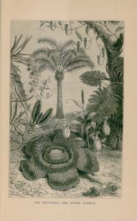 The Rafflesia, and other plants