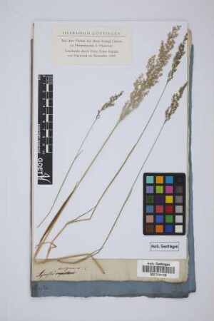 Agrostis vulgaris L.