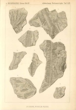 Schenk, Fossile Flora