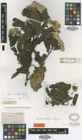 Pluchea glabra Griseb. [type]