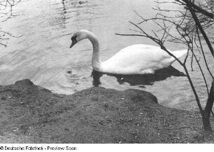 Schwan