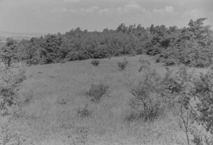 Wiese : Landschaft in der Oberlausitz