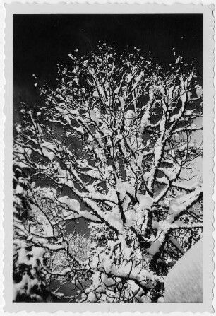 schneebedeckter Baum