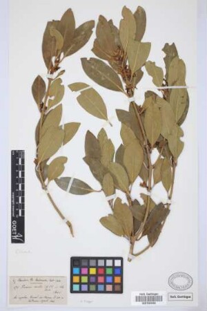 Picconia excelsa (Ait.) DC.
