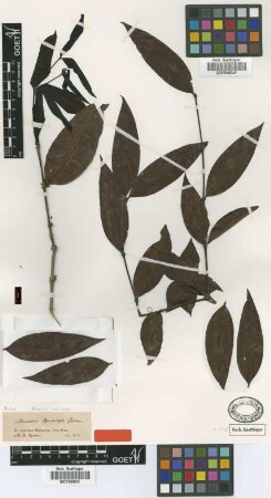 Mouriri apiranga Spruce ex Triana [isolectotype]